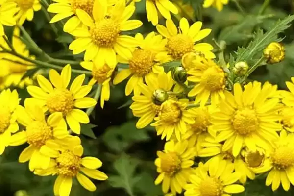 判断野菊花冬季是否会冻死的方法和重点？判断野菊花冬季是否会冻死要做好哪些细节？插图2