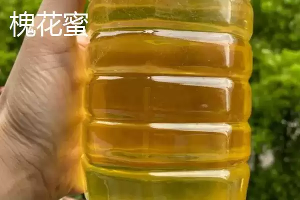 槐花蜜和枣花蜜对比，前者有槐花香味、后者有枣花香味插图1