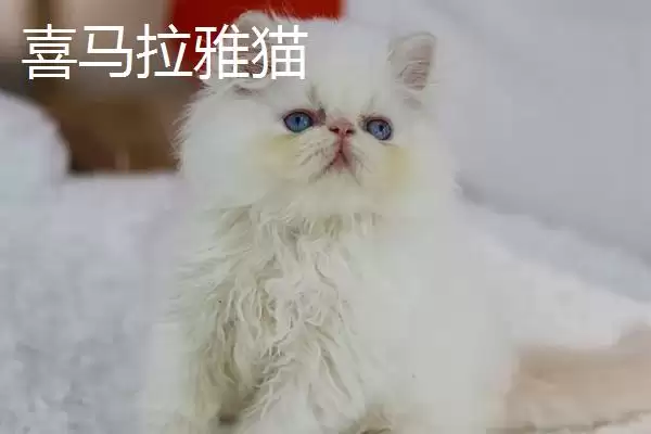 猫有哪些常见的品种 ,猫的哪些品种有优势特点插图1