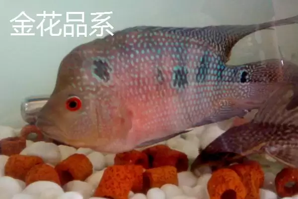 罗汉鱼起头时间是什么时候 ,珍珠品系罗汉鱼何时起头插图2
