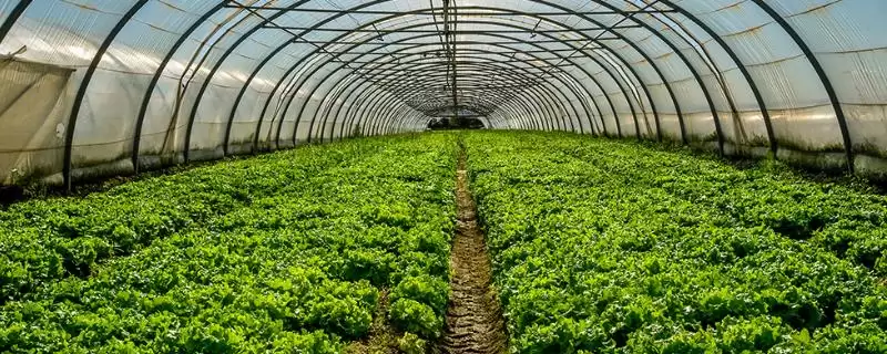 农产品营销策略大赏：6种实用策略助你打开市场-会东网