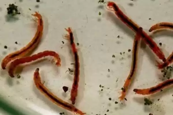 孔雀鱼快速生长的食物 ,哪些富含蛋白质食物助孔雀鱼生长？插图1