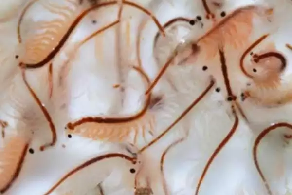 孔雀鱼快速生长的食物 ,哪些富含蛋白质食物助孔雀鱼生长？插图2
