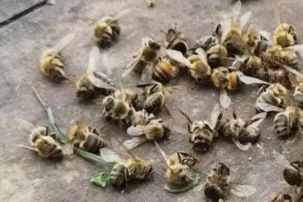 蜜蜂越冬死亡的原因，越冬是蜜蜂生存最大的考验插图3