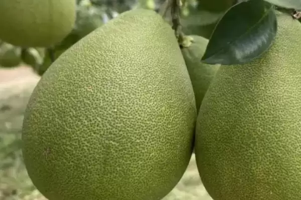 了解柚子成熟时间的方法和重点？了解柚子成熟时间要做好哪些细节？插图5