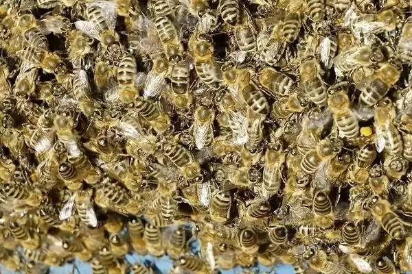 急造王台过多久可以出蜂王，一般需要10-12天左右插图1