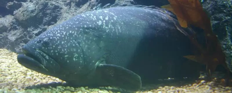 龙趸的产地分布 ,龙趸主产于哪些海域地区呢？-会东网