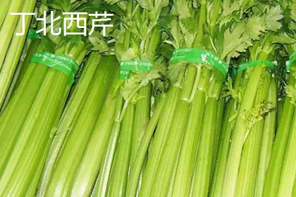 宁夏特产明星:灵武长枣成为中国国家地理标志产品的传奇插图4 宁夏特产明星:灵武长枣成为中国国家地理标志产品的传奇插图4