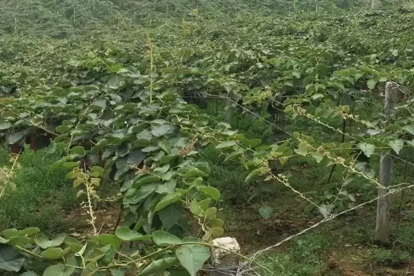 种植猕猴桃预防冻害的方法和重点？种植猕猴桃防冻需注意什么？插图4