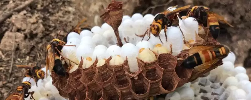 胡蜂和蜜蜂的区别，生物学分类、食物习性均不同-会东网