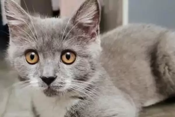 母猫什么时候闹猫最严重呢 ,母猫 6 月龄时晚上闹猫的情况会较严重插图1