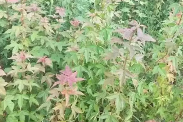 三角枫的繁殖方法？繁殖三角枫要遵循哪些科学的繁殖方法和步骤？插图1
