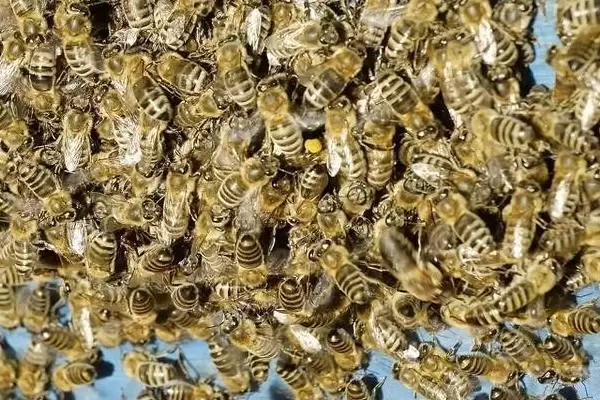 奖励饲喂方法介绍，目的是刺激蜂王产卵插图1