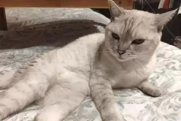 猫咪为何一直蹭人还叫唤 ,猫咪发情等原因会蹭人并叫唤插图4