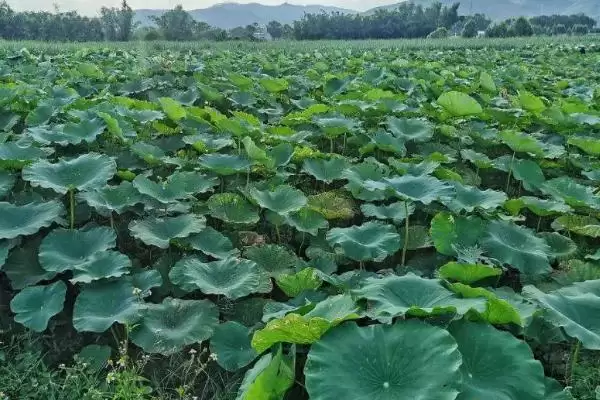 莲藕病虫害的防治方法 ,莲藕不同病害怎么防治呢？插图2