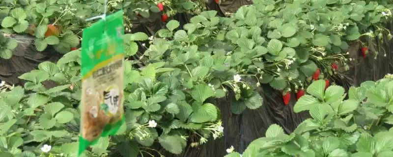 气肥主要成分揭秘：以二氧化碳为主的科学原理-会东网