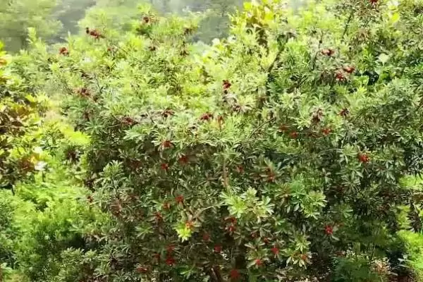 种植杨梅的方法和重点？种植杨梅要做好哪些细节？插图5