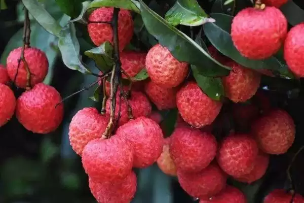 御金球荔枝品种的特性，生长势较强且裂果率低插图1