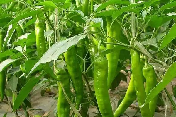 辣椒的授粉需求 ,辣椒为何需要授粉才能结果呢？插图3