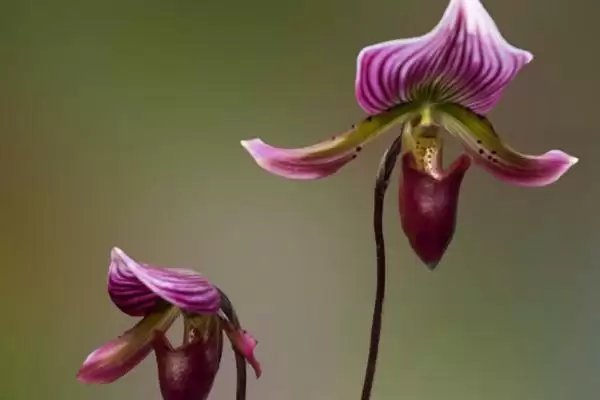 兰花的花语和象征意义 ,兰花有哪些花语及象征内涵？插图4
