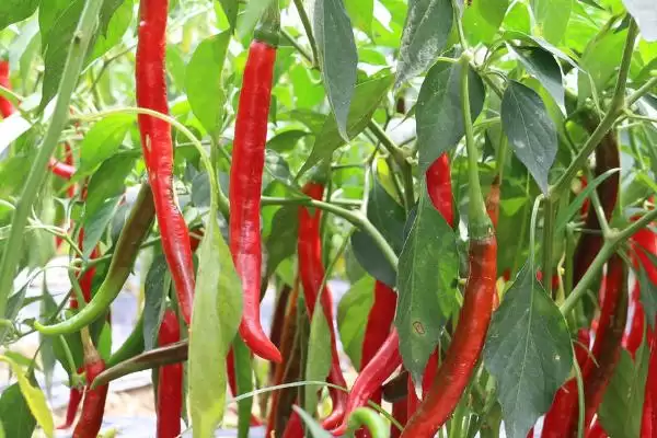 辣椒的种植技术 ,辣椒在哪些月份适合播种呢？插图1