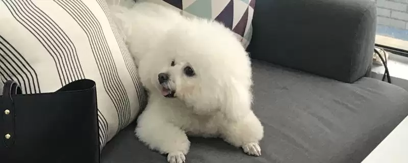 卷毛比熊犬的食物喂养 ,卷毛比熊犬的食物喂养要注意什么？-会东网