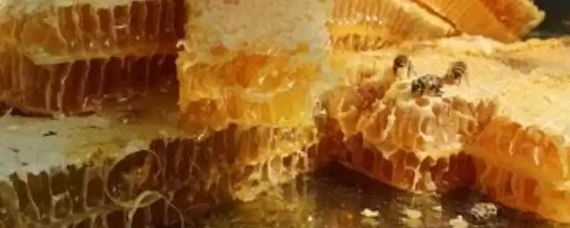 葵花蜂蜜的特点，比较容易结晶-会东网