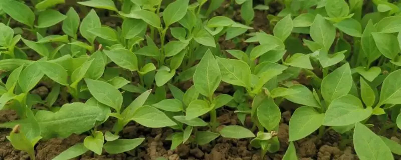 辣椒苗的价格范围 ,辣椒苗一株的价格是多少左右呢？-会东网