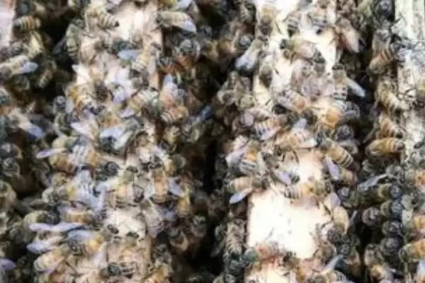 意蜂秋繁关王的目的，是为了保存蜂群的越冬实力插图2