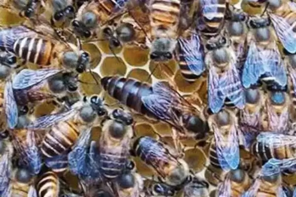 网上买的蜂王靠不靠谱，关键看商家插图3