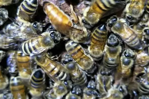 意大利蜜蜂的特点，生产力、采集力和育虫力强插图4