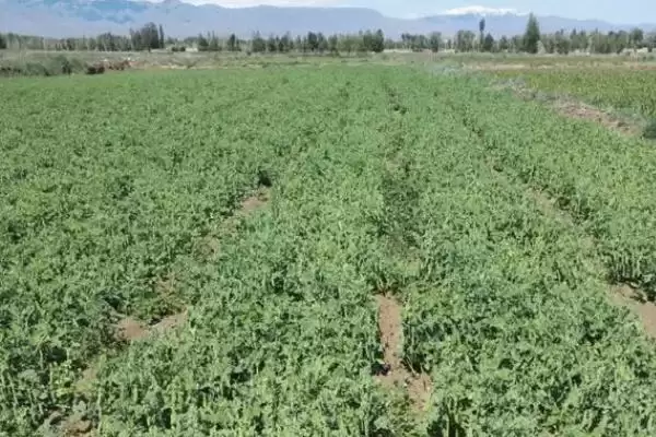 豌豆的种植方法？种植豌豆要遵循哪些科学的种植步骤和管理要点？插图3