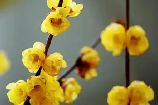 腊梅的花语及属性 ,腊梅有何花语且为何非梅类？插图3
