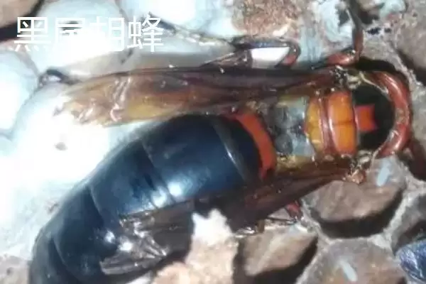 毒蜂的种类，常见以下10种插图4