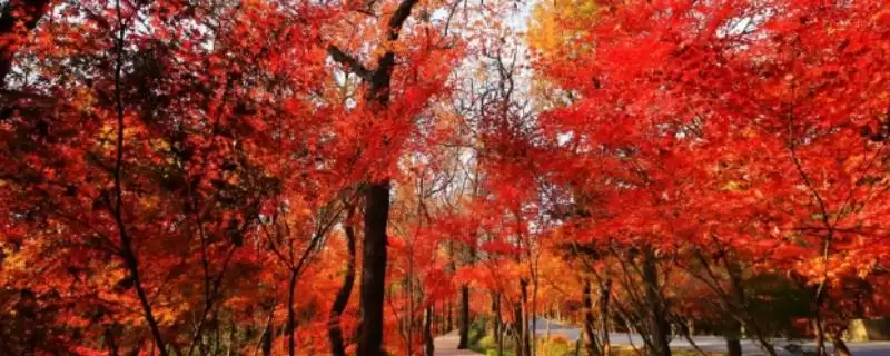 栖霞山红叶观赏最佳时间：11月中旬至12月中旬的美丽时刻-会东网