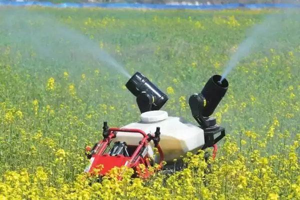 油菜叶色不正常的原因和解决方法，不同原因导致解决方法不同插图3