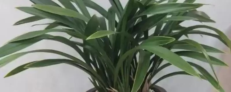 墨兰有哪些比较名贵的品种呢 ,墨兰名贵品种有矮种、白墨、金嘴等-会东网