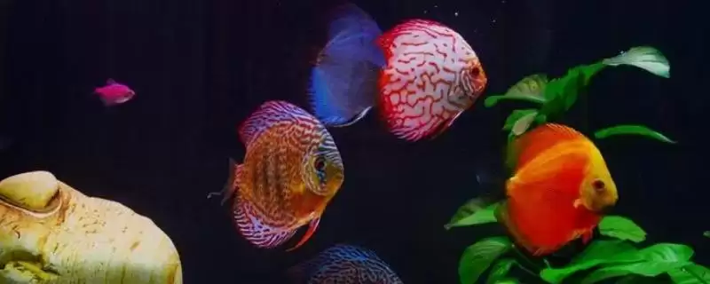 七彩神仙鱼白背景的奥秘：保持体色的关键因素-会东网