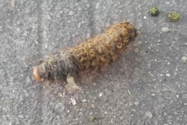 榕树朱红毛斑蛾怎么防治，严重受害时可喷施氧化乐果等药物插图3