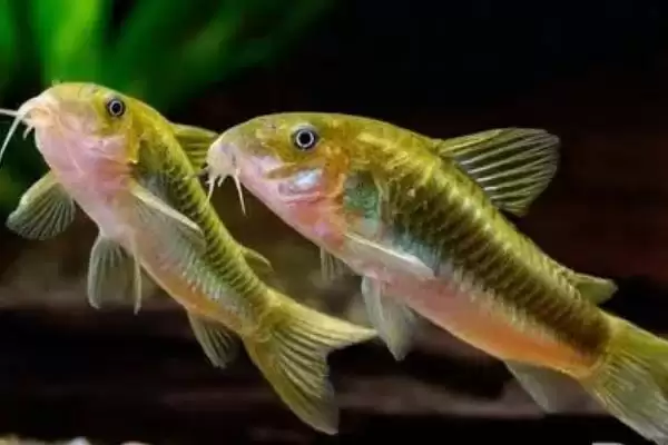 老鼠鱼的生活环境 ,老鼠鱼喜欢生活在怎样的水流中？插图1