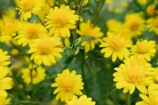 判断野菊花冬季是否会冻死的方法和重点？判断野菊花冬季是否会冻死要做好哪些细节？插图1