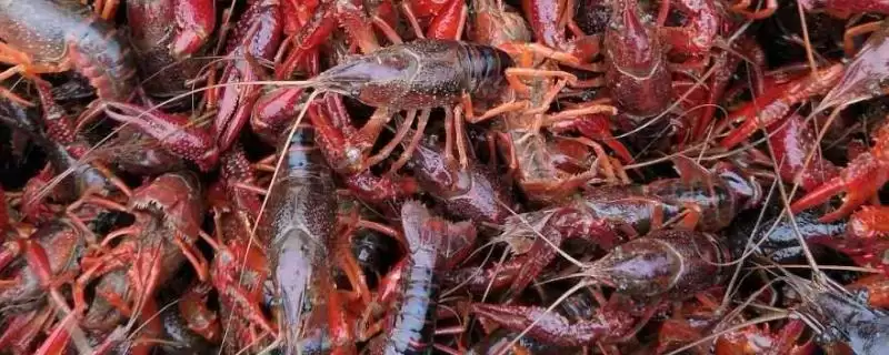 龙虾的养殖方法步骤 ,龙虾养殖为何要先消毒池塘?-会东网