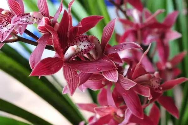 兰花的花语和象征意义 ,兰花有哪些花语及象征内涵？插图5