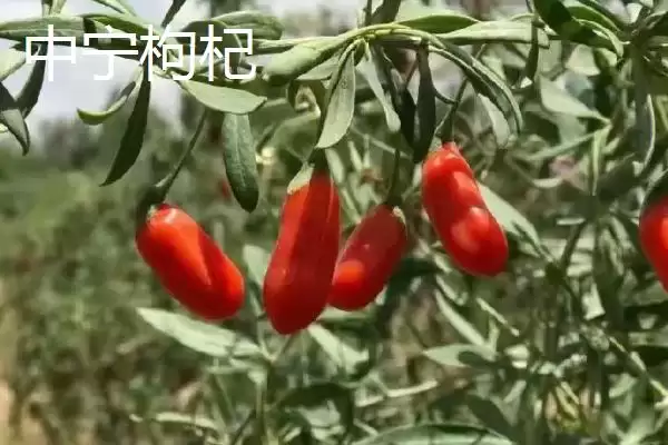 宁夏特产明星:灵武长枣成为中国国家地理标志产品的传奇插图2 宁夏特产明星:灵武长枣成为中国国家地理标志产品的传奇插图2