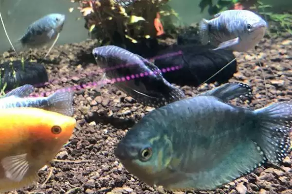 曼龙鱼会不会吃虾 ,曼龙鱼主食包括什么食物插图2
