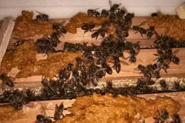 中蜂喂白糖的原理和方法，可激励蜂群造脾插图1