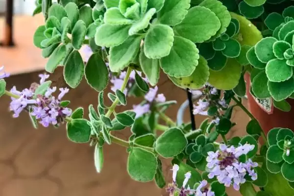 碰碰香开花时间揭秘:夏季开花的美丽时刻插图1 碰碰香开花时间揭秘:夏季开花的美丽时刻插图1