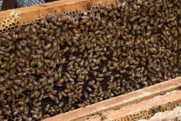 蜂群没有蜂王会怎么样，若一直没有蜂王补充新蜂存活不了多久插图3