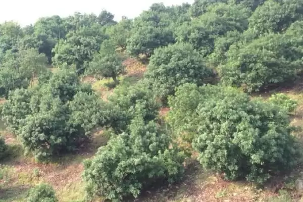 种植杨梅的方法和重点？种植杨梅要做好哪些细节？插图3