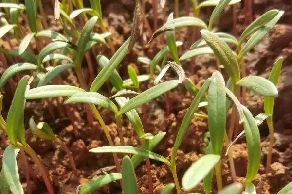种植波斯菊种子的方法和重点？种植波斯菊种子要做好哪些细节？插图3